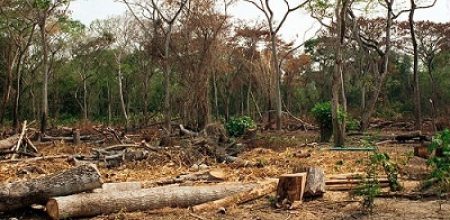 Danger! Upsurge in bitters producers threatens extinction of Ghana’s  forest reserves
