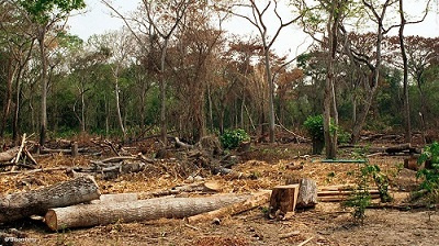 You are currently viewing Danger! Upsurge in bitters producers threatens extinction of Ghana’s  forest reserves