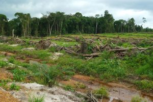 Read more about the article Civic Response: Addressing the Problem of Deforestation in Ghana One Step at a Time