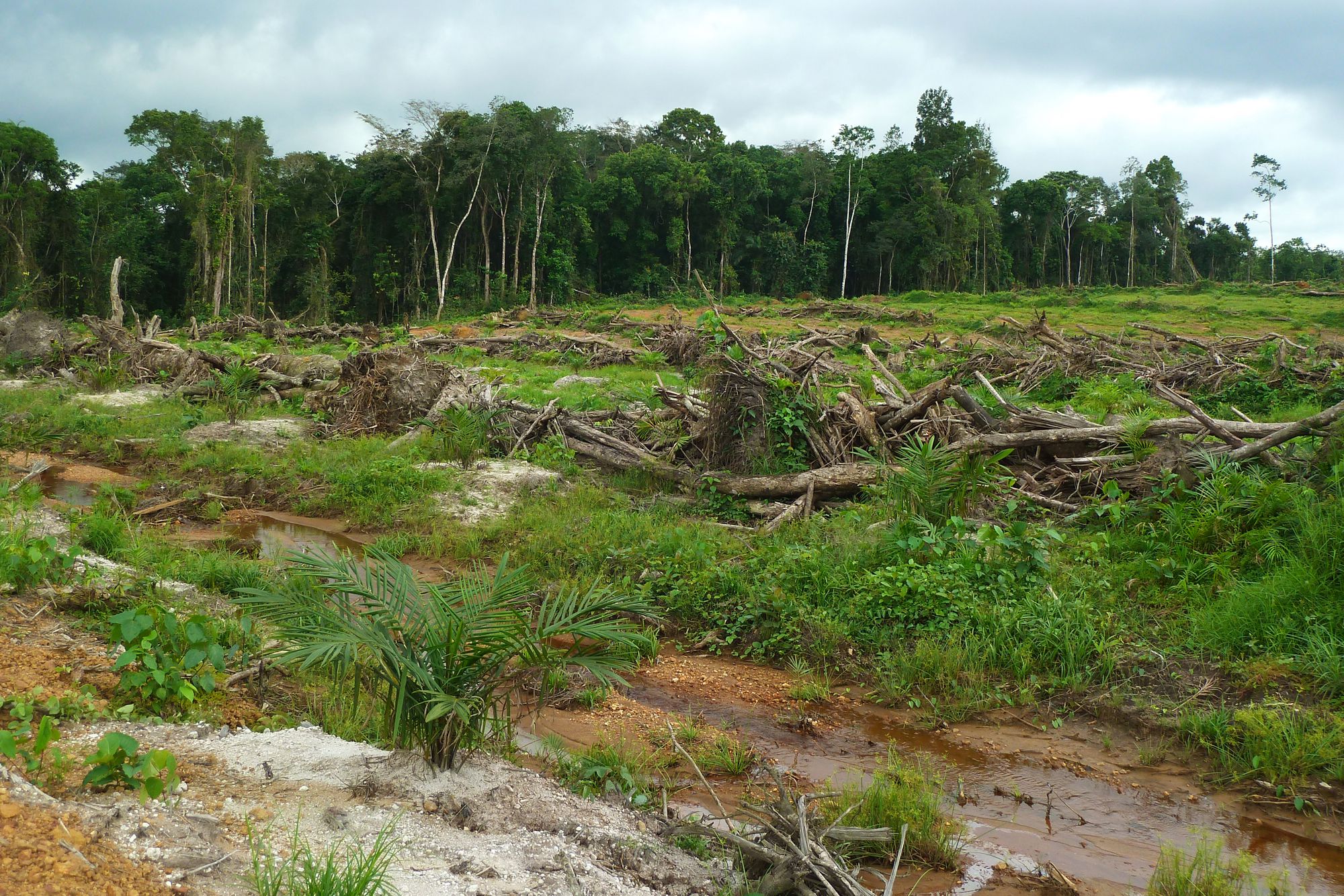 You are currently viewing Civic Response: Addressing the Problem of Deforestation in Ghana One Step at a Time