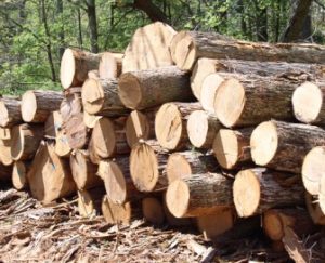 Read more about the article GHANA TO SOON IMPORT TIMBER
